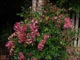 The Small Leaved Lilly Pilly is a rainforest tree with dense crown growing to 30 m tall. It usually grows to about 8 m or 10 m in cultivation Large trees develop buttresses at the base of trunk. The...