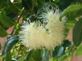 The Magenta Lilly Pilly is a dense rainforest shrub or small tree growing to 15 m tall. The leaves are elliptical tapering to a point at the tip, shiny dark green above with a paler underside, and...