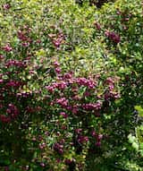Syzygium smithii (formerly Acmena smithii) is commonly known as Lilly Pilly. It grows as a dense tree to 20 m tall and up to 15 m wide. The trunk is sometimes buttressed. The leaves are dark shiny...
