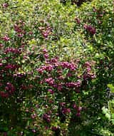 Syzygium smithii