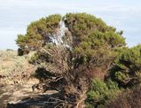 Shrubby Glasswort is an upright or spreading coastal shrub growing to about two metres in height. The branches are brown with succulent branchlets made up of green segments that grow up to about 1 cm...