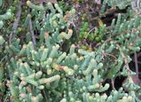 Blackseed Samphire is a dense succulent sub-shrub that grows to about one metre in height, but often less. The stems are woody and segmented without leaves, Branchlets are made of small bead shaped...