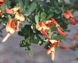 Cockies Tongue is a shrub that grows to about two metres tall (sometimes as much as four metres). The blue green leaves are elliptical and grow to about 4cm long and 2.5cm wide. It produces bright...