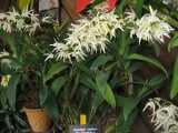 The Oak Orchid (Thelychiton jonesii) is a species of orchid endemic to Queensland. There are two recognised subspecies: (Thelychiton jonesii var. jonesii and (Thelychiton jonesii var. magnificum. It...