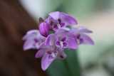 The Pink Rock Orchid can form large clumps. The pseudobulbs have from two to seven oval leaves about 10cm long and 2cm wide. The flowers are pink or purple and grow in clusters of up to about...
