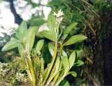 Dendrobium moorei is found only on Lord Howe Island. The pseudobulb grows to about 20 cm long with four or five elliptical leaves tapering to point. The flowers grow in large clusters about 15 cm in...
