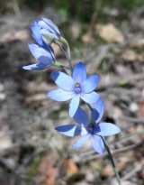 The Blue Lady Orchid is found only in Western Australia. It is a terrestrial orchid growing to about 70 cm in height. The leaf is lance shaped and grow to over 10 cm long and 4 cm wide. The flowers...