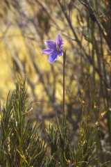 Thelymitra cyanea