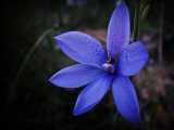 The Spotted Sun Orchid is a ground growing orchid with small leaf to 2 cm long and 1 cm wide. The flower stem is up to 60 cm tall with clusters of up to eight flowers. The flowers are about 2 to 3 cm...