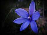 Thelymitra ixioides