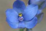 The Scented Sun Orchid is a ground growing orchid with large leaf. The flowers grow in clusters on upright spikes. The individual flowers are blue and about 25 mm in diameter. The main flowering...