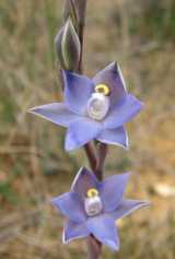 The Slender Sun Orchid has a single leaf to about 3cm long and 1 cm wide. The flowers grow in clusters of up to a dozen flowers, but they only open two or three at a time giving a sparse flowering...