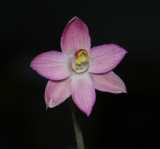 The Salmon Sun Orchid has a single leaf to about 10 cm long. The flowers are salmon pink and grow in small clusters of up to five. Each flower is about 25 mm in diameter. The main flowering period is...