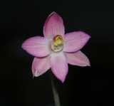 Thelymitra rubra