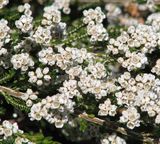 Rock Thryptomene is a dense shrub with weeping branches that grows to about a metre tall. The leaves are small and oval, growing to about 1 cm in length, and scented when crushed. It produces profuse...
