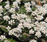 Thryptomene saxicola