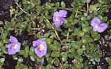 Creeping Monkey-flower is a small annual or perennial, non-hairy herb usually growing along the ground from rooting nodes and forming mats. The leaves are generally crowded and small 2-6 mm long,...