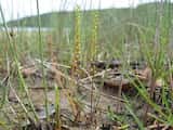 This rhizomatous perennial has narrow, linear leaves with parallel lines. It ranges in height between 3 cm and 25 cm.<br>The plant produces numerous small, round, green flowers on a central stem that...