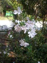 The Coastal Westringia is a small dense coastal shrub growing to about 1.5 m tall with a spread of about 1.5 m. The leaves are oval, tapering to a point at the tip, are in whorls around the stem. The...