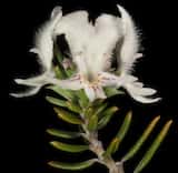 The Shore Westringia is a coastal shrub growing to 1.5 m tall. The leaves are in whorls around the stem, growing 8 mm to 27 mm long, and 1.5 mm to 2.5 mm wide. The plant flowers in winter, spring and...