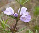 The Slender Westringia is a shrub growing to 1.5 m tall. The leaves are narrow with pointed tips, in whorls of 3 or 4 around the stem and grow 8 mm to 20 mm long and about 1 mm to 1.5 mm wide. The...