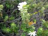 The Coastal Rosemary is a bushy coastal shrub growing to 2 m tall. The leaves are narrow, in whorls of 4 around the stem and grow to 2 cm long and 3 mm to 5 mm wide. New growth has fine hairs giving...