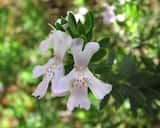 The Violet Westringia is a shrub growing to about 1.5 m tall. The leaves are narrow elliptical, in whorls of 3 around the stem and grow 12mm to 20 mm long and 3 mm to 4 mm wide. The plant flowers...