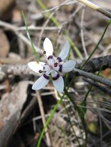 Wurmbea dioica is a herbaceous plant growing to 30 cm tall, with two or three narrow grassy linear leaves. The plant is bulbous. The attractive flowers are white with six petals, with a narrow purple...
