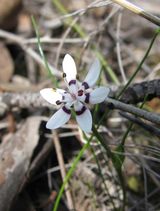 Wurmbea dioica