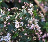 Zieria prostrata is a dense prostrate shrub that spreads to about one metre in diameter. The green leaves are elliptical and about 15mm long. It produces clusters of small white or pink flowers with...