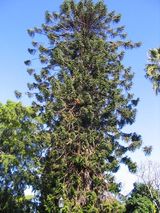 Araucaria bidwillii