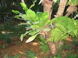 The Birds Nest Fern has large simple fronds that are light green, often crinkled, with a black midrib. They are epiphytes (sometimes terrestrial) often growing on the branches and trunks of trees....