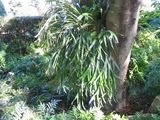 The Elkhorn is an epiphytic fern (a fern that grows on the branches of tree canopies or on fallen logs). The shield fronds are deeply lobed. The fertile fronds are strap shaped (to 3cm wide) and...