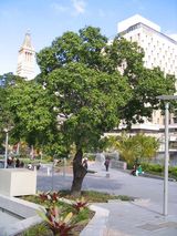 The Burdekin Plum is a medium sized tree with dense canopy growing to about twenty metres in height but often smaller. It has glossy pinnate leaves with up to eleven elliptical leaflets on each leaf....