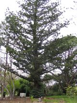 Araucaria cunninghamia