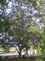 Rusty pittosporum is a large bushy shrub or small tree with dense canopy growing to about eight metres in height. The leaves are elliptical and grow to about 12 cm long and 1 cm wide. It produces...