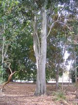 The Fire Wheel Tree is a medium or large tree with brown or grey bark, growing to thirty metres or more in its natural habitat, but usually much smaller in cultivation. The leaves are elliptical and...